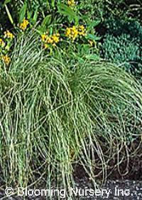 Carex 'Amazon Mist'